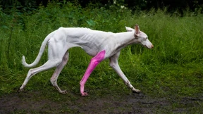 Ein Hund mit rosafarbenem Bein