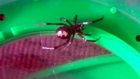 Giftspinne hat sich in Deutschland angesiedelt