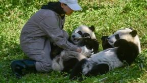 Panda-Zwillinge haben ihren großen Auftritt
