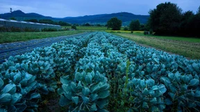Woher kam das Zeug bloß?