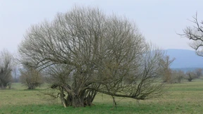 Die Dünen des Mains