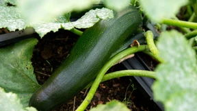 Warum Zucchini nicht nur im Ratatouille gut schmecken