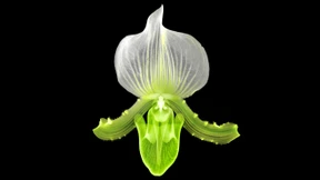 Träumen Blüten, bevor sie im Lenz erwachen?