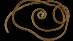 Forscher entdecken erstmals „echten“ Tausendfüßler