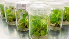 Auf dem Weg zur Superpflanze?