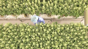 Warum die Cannabisbranche weiter auf die Legalisierung hofft