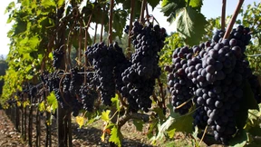 Italien erobert Spitzenplatz in der Weinproduktion zurück