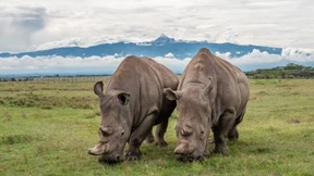 Noch sind es nur zwei