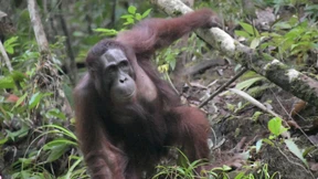 Orang-Utan Ben schreibt Geschichte: 500. Auswilderung auf Borneo