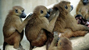 50 Paviane brechen aus Pariser Zoo aus