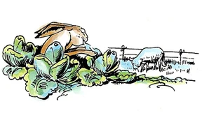 Weihnachten ohne Karten von Merkel