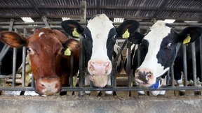Preisverfall bei Milch trifft Schwälbchen-Molkerei
