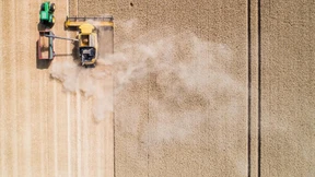 Höhere Weizenernte, weniger Mais