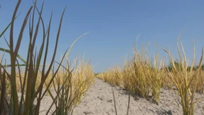 Dramatische Lage für italienische Reisbauern