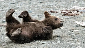 Wie Tiere die Pandemie für sich genutzt haben
