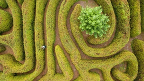 Der Buchs und seine Feinde