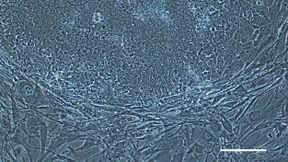 „Geringfügige Fehler“