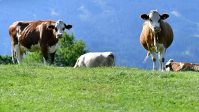 Giving up meat won’t save the planet