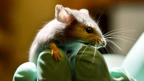 Multi-Organ-Chip stellt Tierversuche in Frage