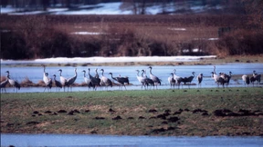 Flug in die Fangnetze