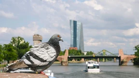 Die Angst vor der fiskalischen Dominanz