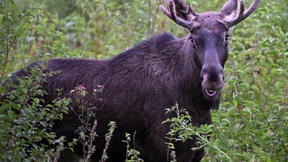 Kommt der Elch zurück nach Deutschland?