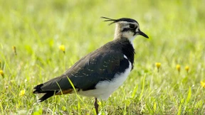 Kampf um jeden Kiebitz