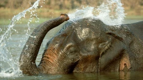 Der elefantöse Laubbläser