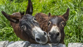 Man streichelt sie am besten am Hintern