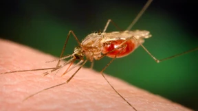 Fast doppelt so viele Malaria-Tote wie vermutet