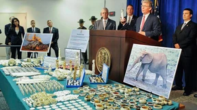 Geldstrafen nach spektakulärem Elfenbein-Fund