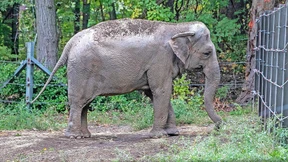 Wenn Tiere, Pflanzen und Ökosysteme vor Gericht ziehen