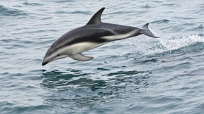 Massensterben von Schwarzdelfinen an Küste Namibias