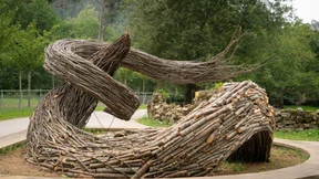 Korallen zwischen Bäumen