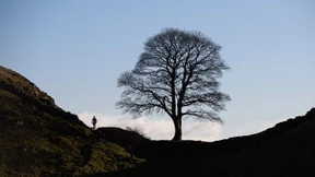 Mein Feind, der Baum