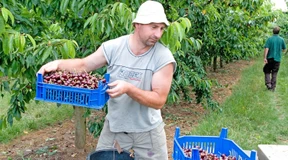 Obstbauern unter Druck