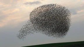 Schutz vor den Schwärmen kleiner Netz-Despoten