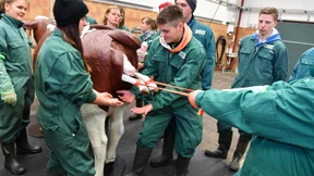 Landwirte üben mit Plastikkuh