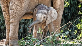 Elefantenbaby Kaja erkundet Schlamm und Zweige