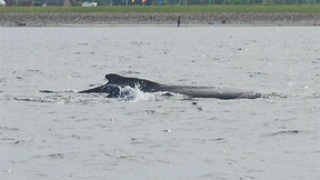  Walkuh mit Kalb in der Ostsee