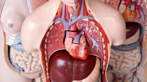 Organe spenden leichtgemacht