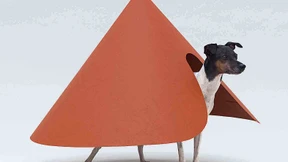 Schöner wohnen mit Fisch und Vogel