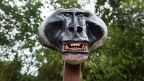 Die Affen rasen durch den Wald