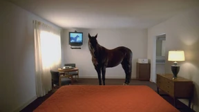 Der Waschbär im Motel