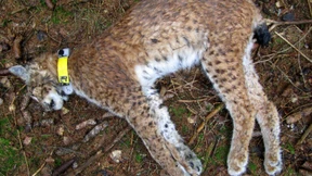 Hohes Kopfgeld für die Ergreifung eines Luchs-Mörders ausgelobt