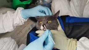 Der Sprung zurück ins Tierreich