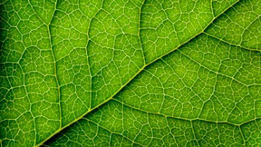 Mehr als nur ein Trend