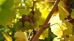 Ökowinzer in Not hoffen auf Pflanzenschutzmittel