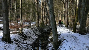 Im Wald versteckte Wälle