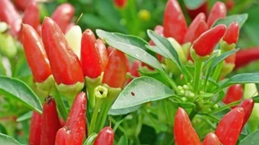 Scharfe Schoten für den Balkon